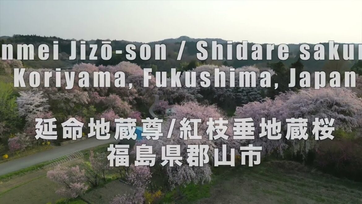 🌸 Beautiful Sakura Cherry Blossoms in Fukushima at Golden Hour