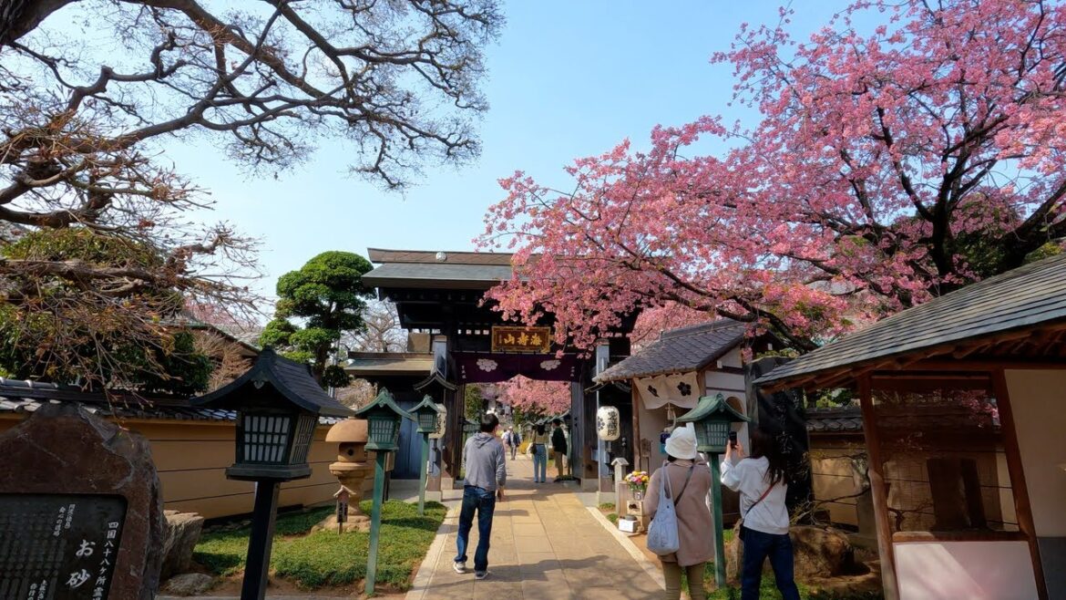 Cherry blossoms blooming walking tour in Kawaguchi Saitama | Japan Walk Cherry blossoms blooming walking tour in Kawaguchi Saitama | Japan Walk