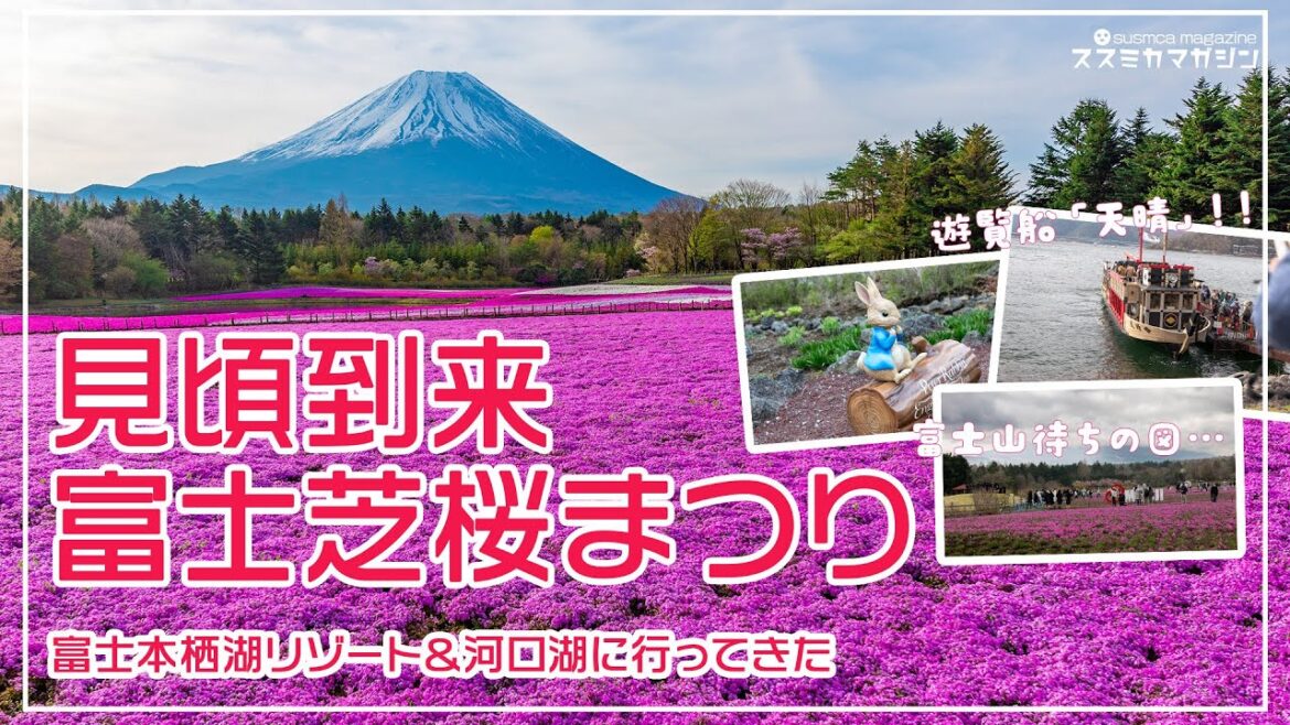 富士芝桜まつり2025  現在見頃に!#富士本栖湖リゾート 富士芝桜まつり2025  現在見頃に!#富士本栖湖リゾート
