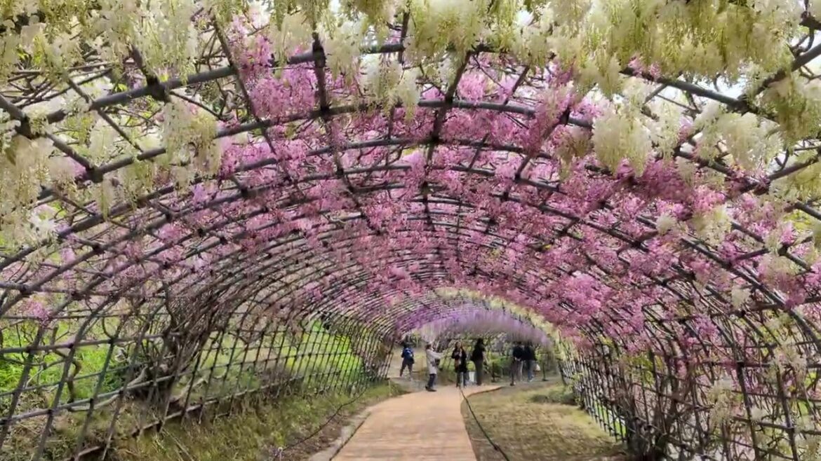 Gorgeous Wisteria Tunnel at Kawachi Fujien, Japan