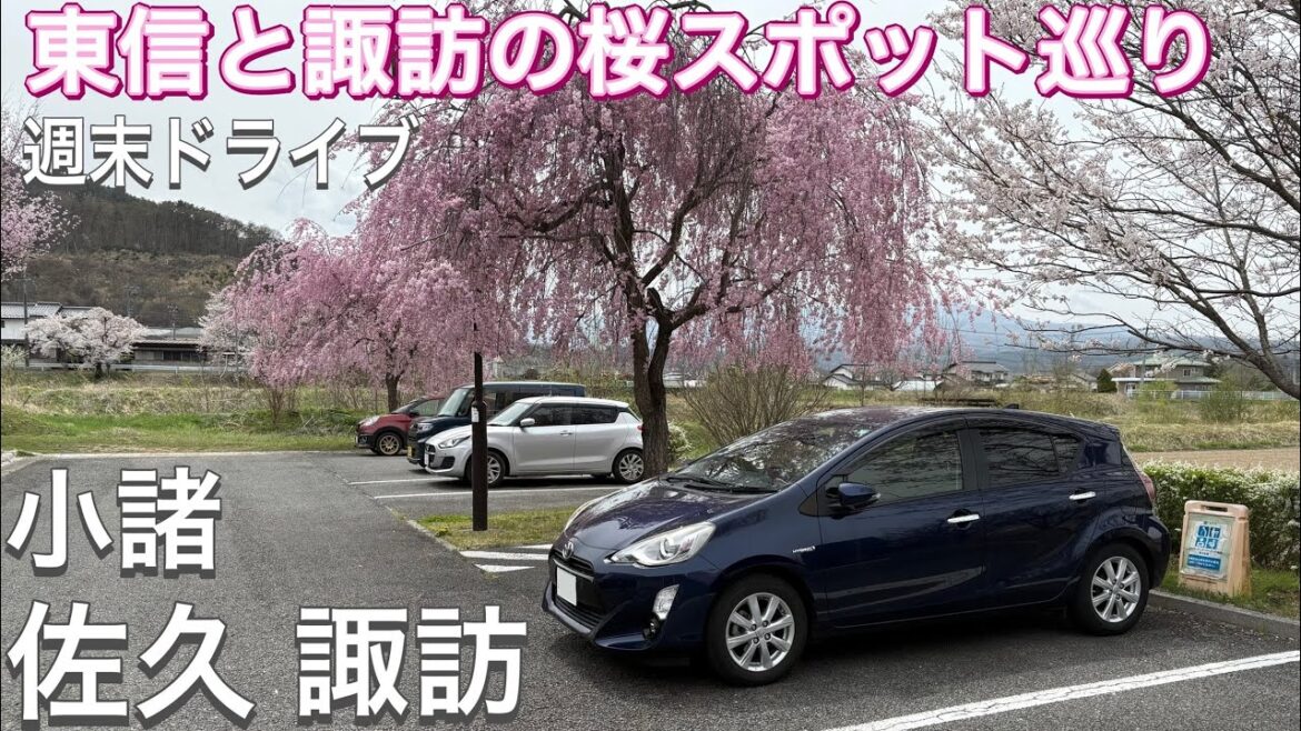 【2025春】春の長野東信地方で桜スポットを巡るドライブ！【ドライブVlog】