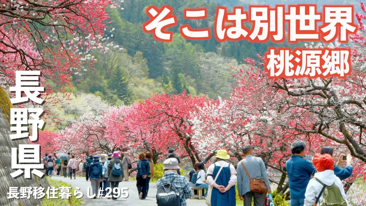 【長野移住】GW中が満開!!感動する事間違いなし!!咲き乱れる花桃|花桃の里|皿投げ祈願|ドライブ|田舎暮らし|長野県|4K 【長野移住】GW中が満開!!感動する事間違いなし!!咲き乱れる花桃|花桃の里|皿投げ祈願|ドライブ|田舎暮らし|長野県|4K