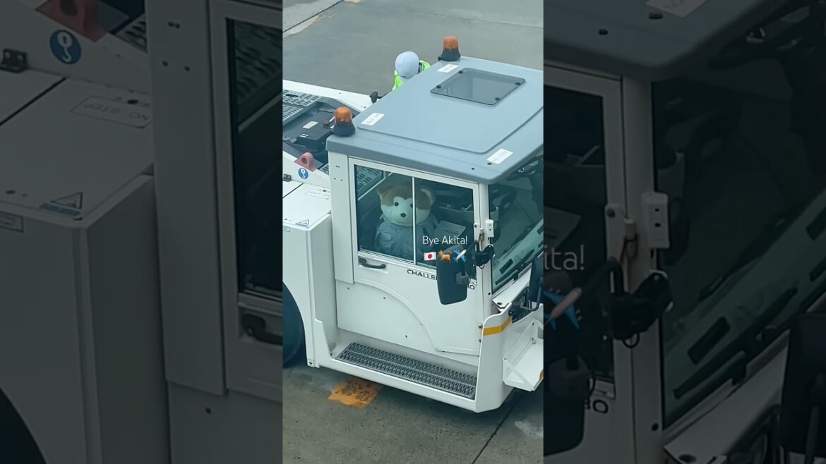 【Japan】Last day in Akita 🇯🇵✈️🐕 大館能代空港で稲庭うどんとナマハゲ #秋田 #japantravel #shorts