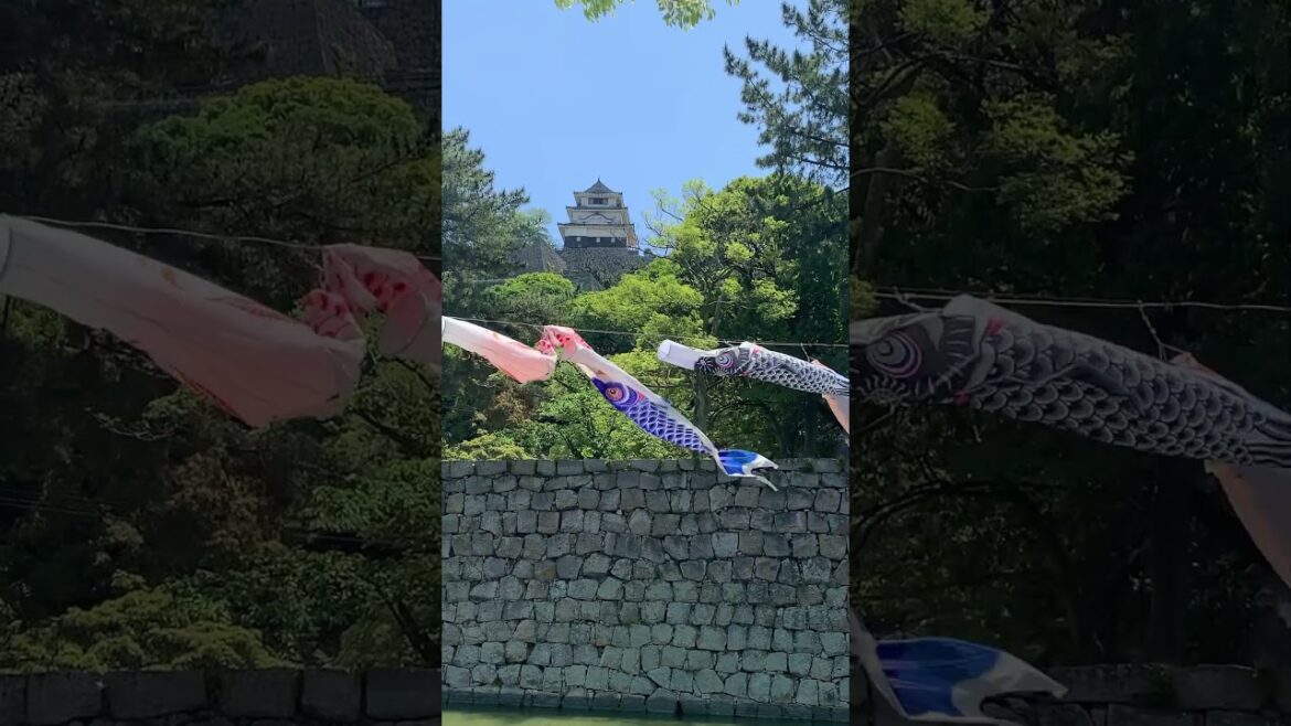 【日本100名城】丸亀城天守と元気に泳ぐ鯉のぼり🎏