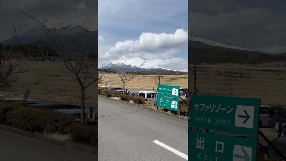 Saturday, April 5, 2025 at 12:34 | Fuji Safari Park, Susono City, Shizuoka Prefecture, Japan #japan Saturday, April 5, 2025 at 12:34 | Fuji Safari Park, Susono City, Shizuoka Prefecture, Japan #japan