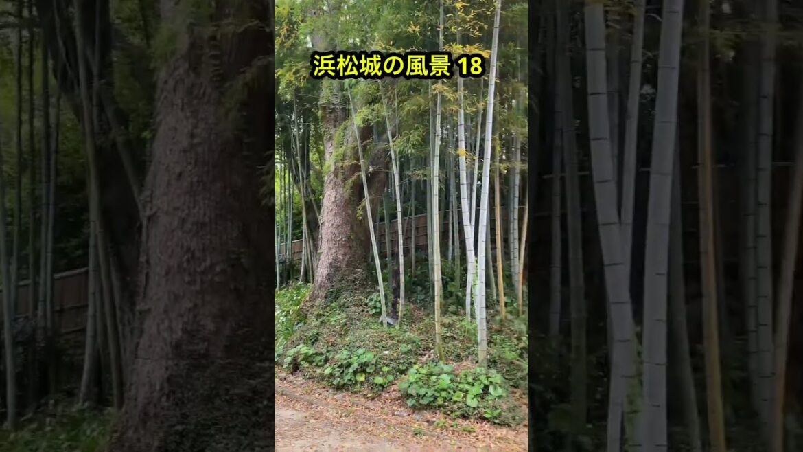 浜松城の景色18 #浜松城 #hamamatsucastle #旅行 #日本 #japan #静岡県浜松市