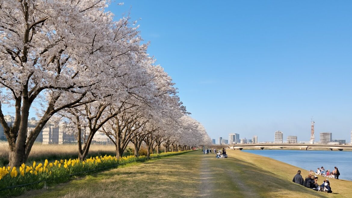 Sakura Shrine at Sunset – A Quiet Spring Walk in Japan Sakura Shrine at Sunset – A Quiet Spring Walk in Japan