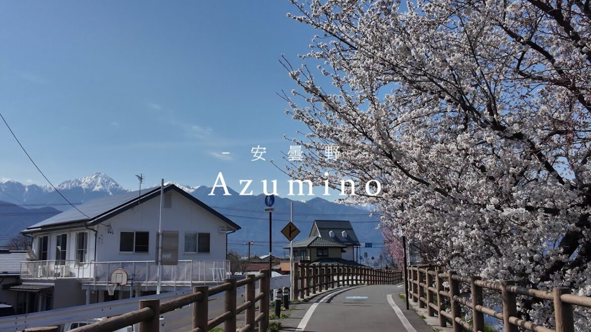 Azumino - Sakura bike trip