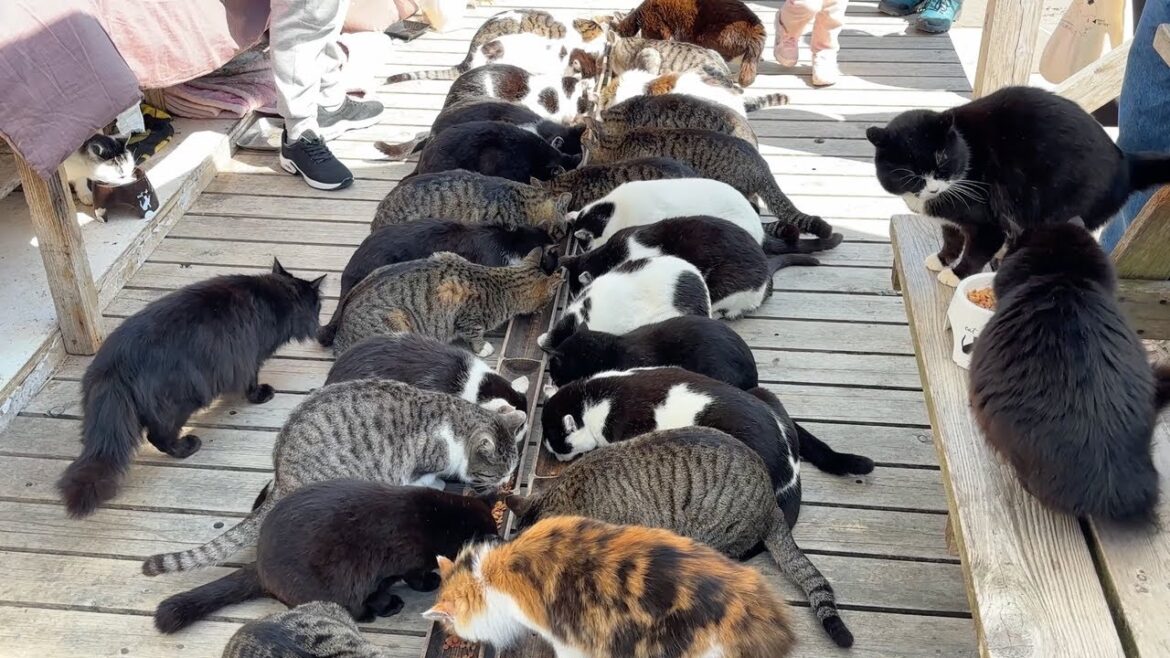 kawaii(かわいい)🐱🐱Cat island japan tashirojima miyagi 🇯🇵 Spring 2025 Soothing 150 Cat Encounters🐈🐈 kawaii(かわいい)🐱🐱Cat island japan tashirojima miyagi 🇯🇵 Spring 2025 Soothing 150 Cat Encounters🐈🐈