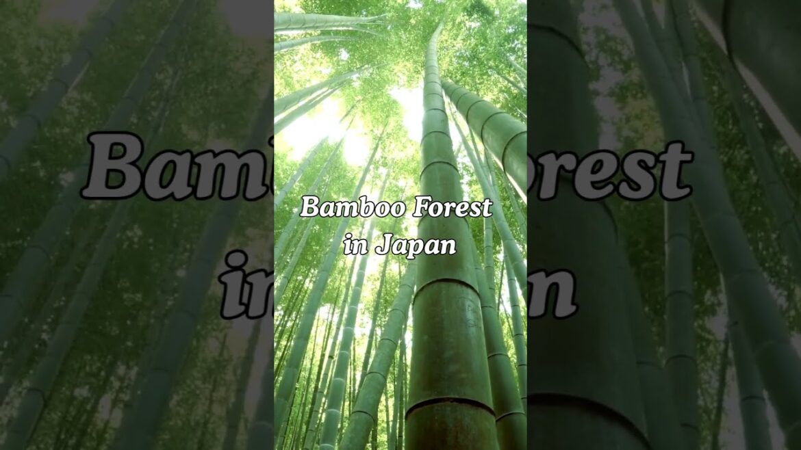 This Secret Bamboo Forest Path in Japan Will Leave You Speechless!