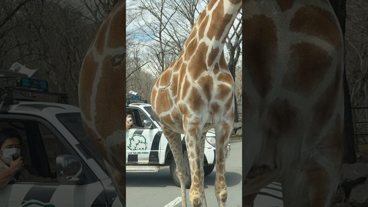 Saturday, April 5, 2025 | Fuji Safari Park, Susono City, Shizuoka Prefecture, Japan #japan Saturday, April 5, 2025 | Fuji Safari Park, Susono City, Shizuoka Prefecture, Japan #japan