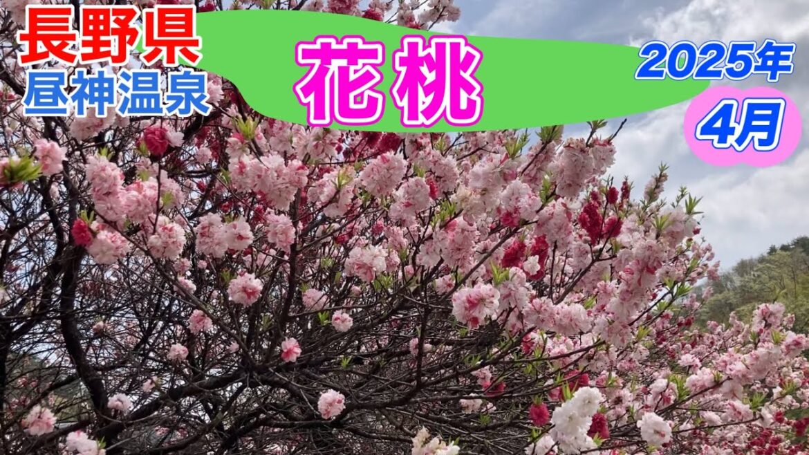 昼神温泉、花桃の里