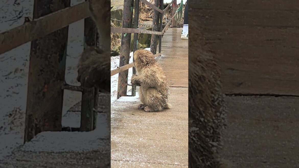 The Snow Monkey Park in Nagano!