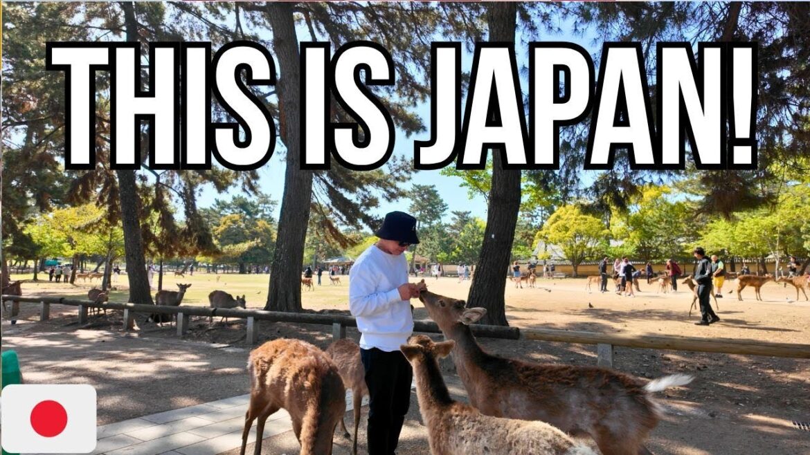 Kyoto - Nara Japan Tour | Travel Vlog