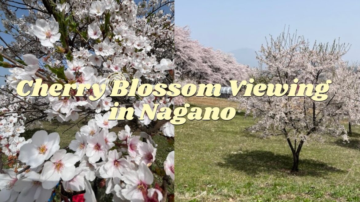 Cherry Blossom Season in Nagano: Hanami Spots and Walks around Town