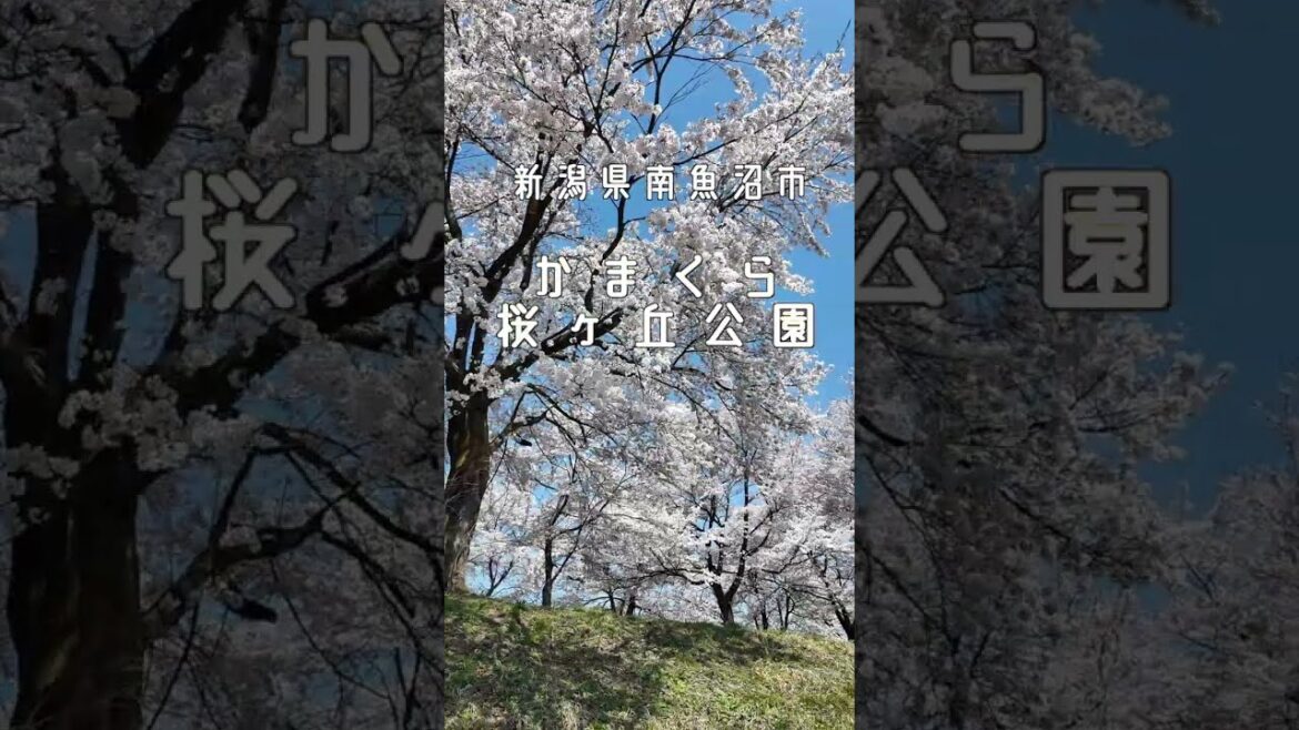 かまくら桜ヶ丘公園　お花見スポット　新潟県南魚沼市