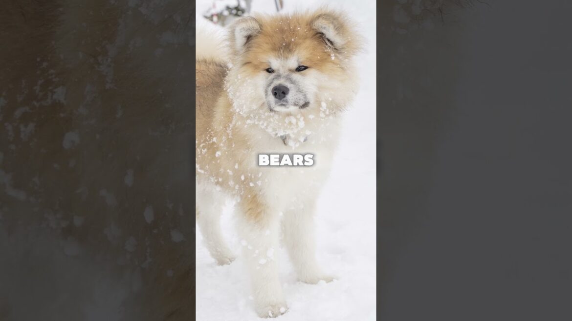 Akita Dogs – Japan’s Loyal and Legendary Breed #akitainu #japan #travelshorts #japantravel