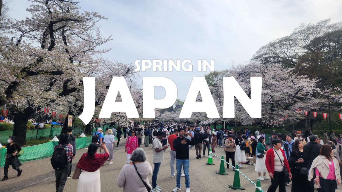 Chasing Cherry Blossoms in Japan ๐ธ | Tokyo, Kawagoe, Nikko, Sendai, Matsushima | Japan Vlog Chasing Cherry Blossoms in Japan ๐ธ | Tokyo, Kawagoe, Nikko, Sendai, Matsushima | Japan Vlog