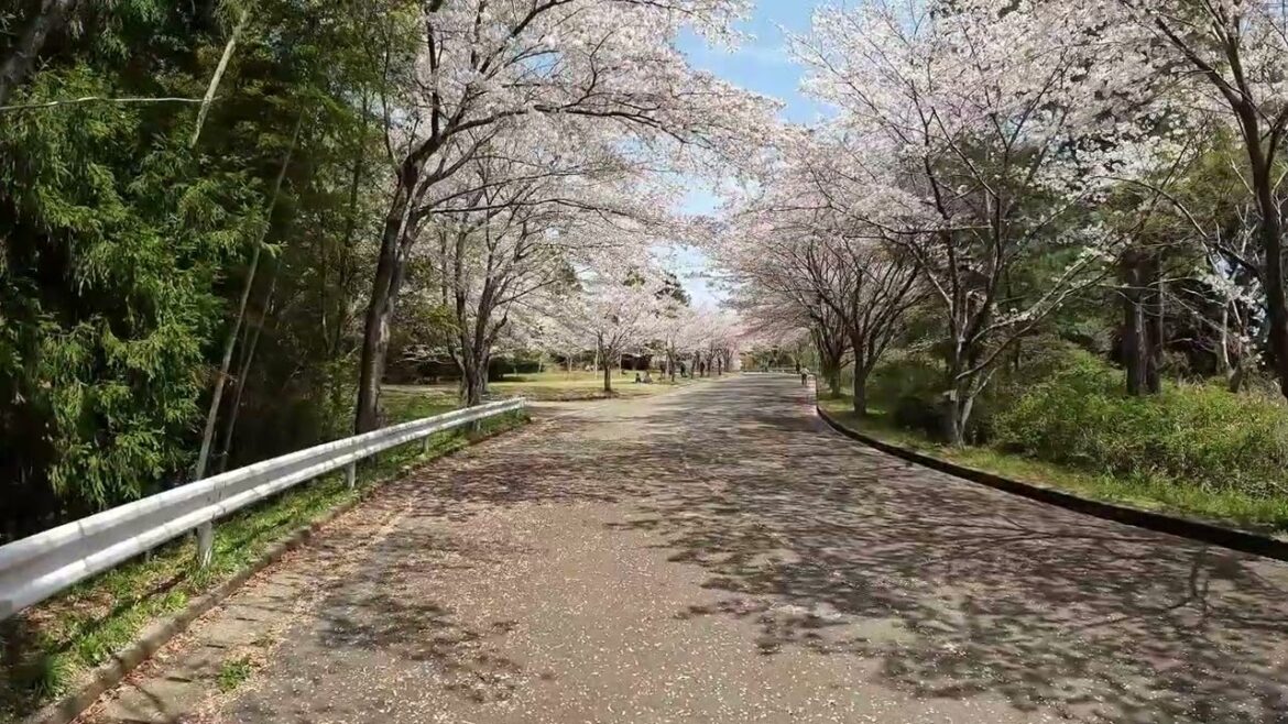Sakura in Ashitaka Park