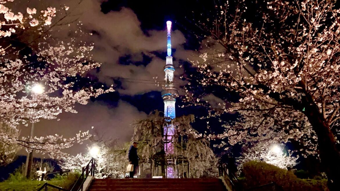 Sumida River Night Sakura Walk 2025 | Tokyo Cherry Blossoms Illuminated #NightSakura #TokyoWalk #東京