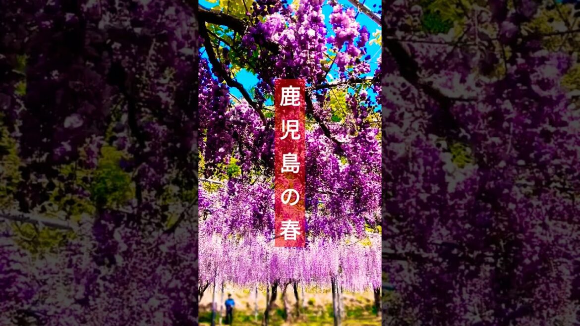 【鹿児島絶景】藤の花が咲くGWに絶対行きたい和気公園 #鹿児島 #霧島市 #藤の花 #鹿児島観光 【鹿児島絶景】藤の花が咲くGWに絶対行きたい和気公園 #鹿児島 #霧島市 #藤の花 #鹿児島観光