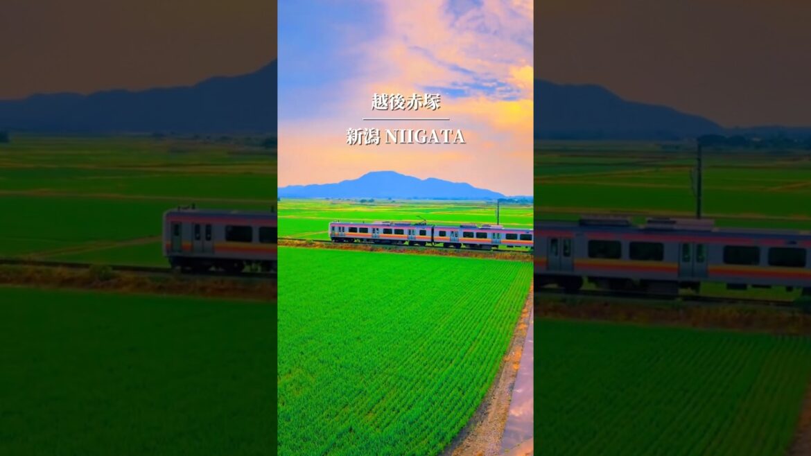 田んぼの中を走る新潟の電車が絶景すぎる… #田舎 #japantravel #旅行 #日本の風景 #日本の景色 #japan