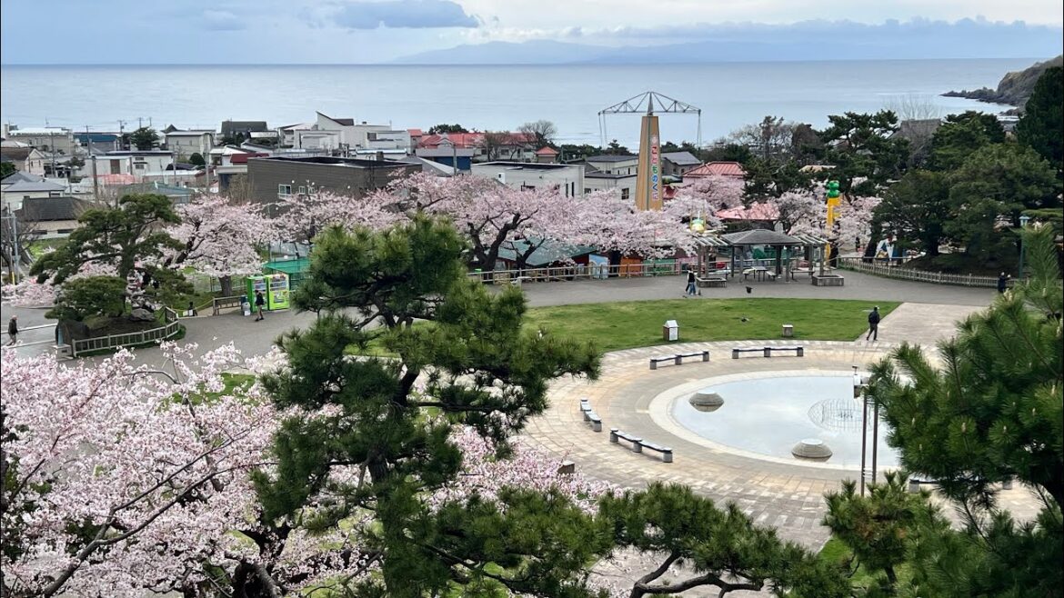 北海道 函館公園の桜を見て回ろう 2025.4.27