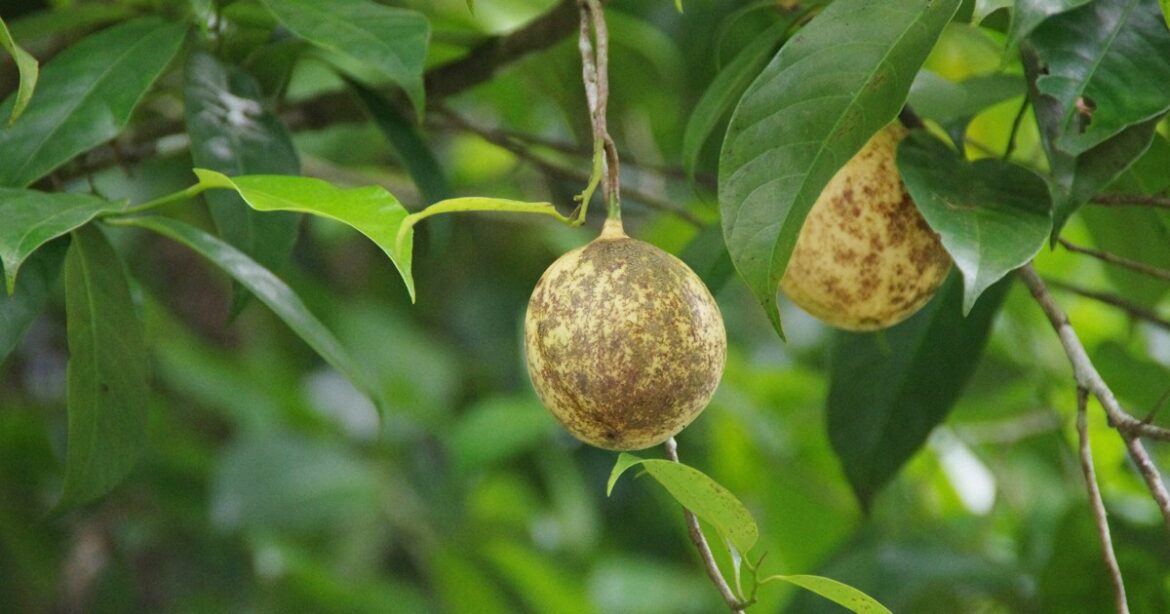 Nutmeg compound effective in suppressing coronavirus infection: Hokkaido Univ. Nutmeg compound effective in suppressing coronavirus infection: Hokkaido Univ.