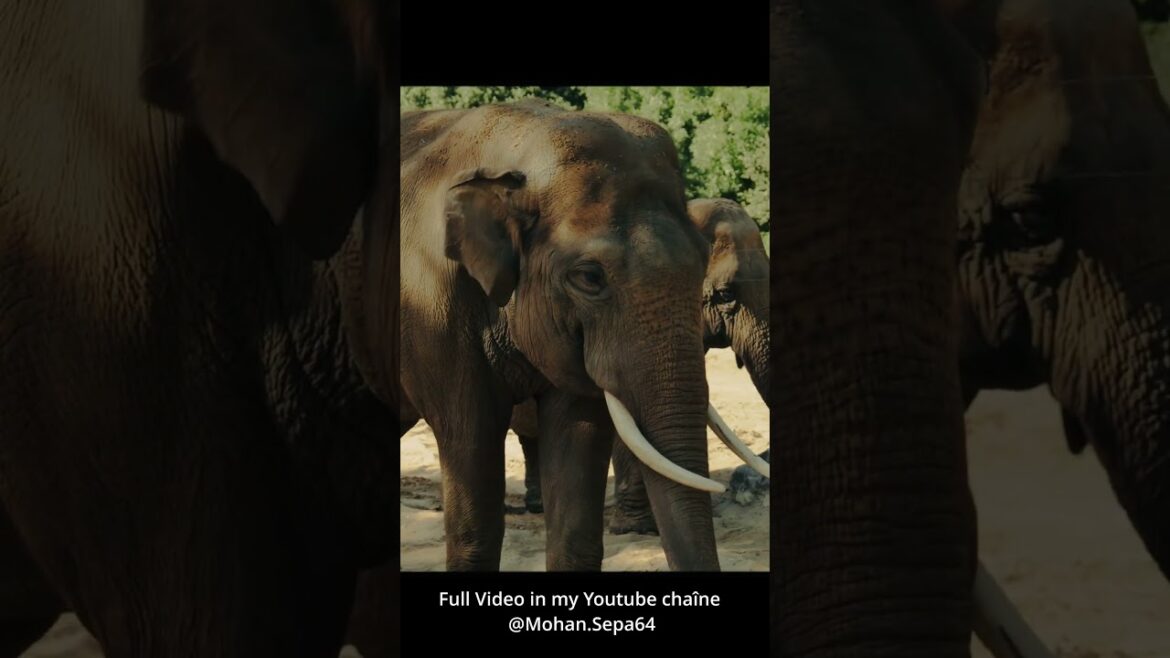 Zoo de la Palmyre #ZooDeLaPalmyre #zoo #animaux #wildlife #4k# #travel #shortsvideo Zoo de la Palmyre #ZooDeLaPalmyre #zoo #animaux #wildlife #4k# #travel #shortsvideo