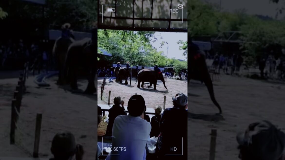 📍🦣Elephant Kingdom in Chiba