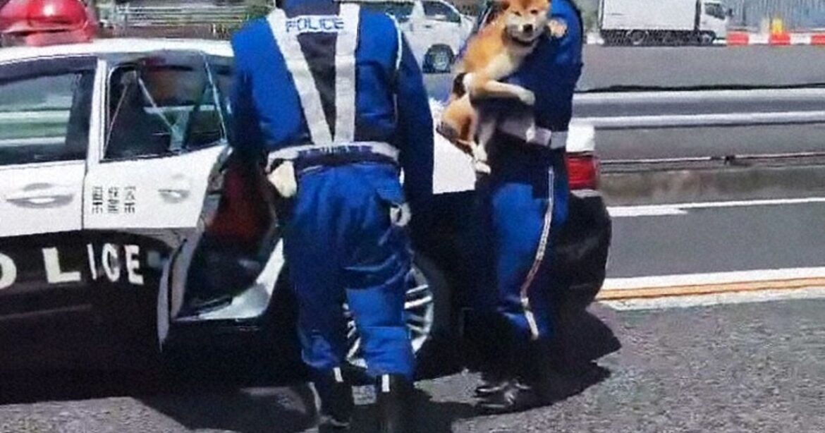 Shiba Inu dog on the loose captured on Tokyo-area highway with help of holidaymakers Shiba Inu dog on the loose captured on Tokyo-area highway with help of holidaymakers