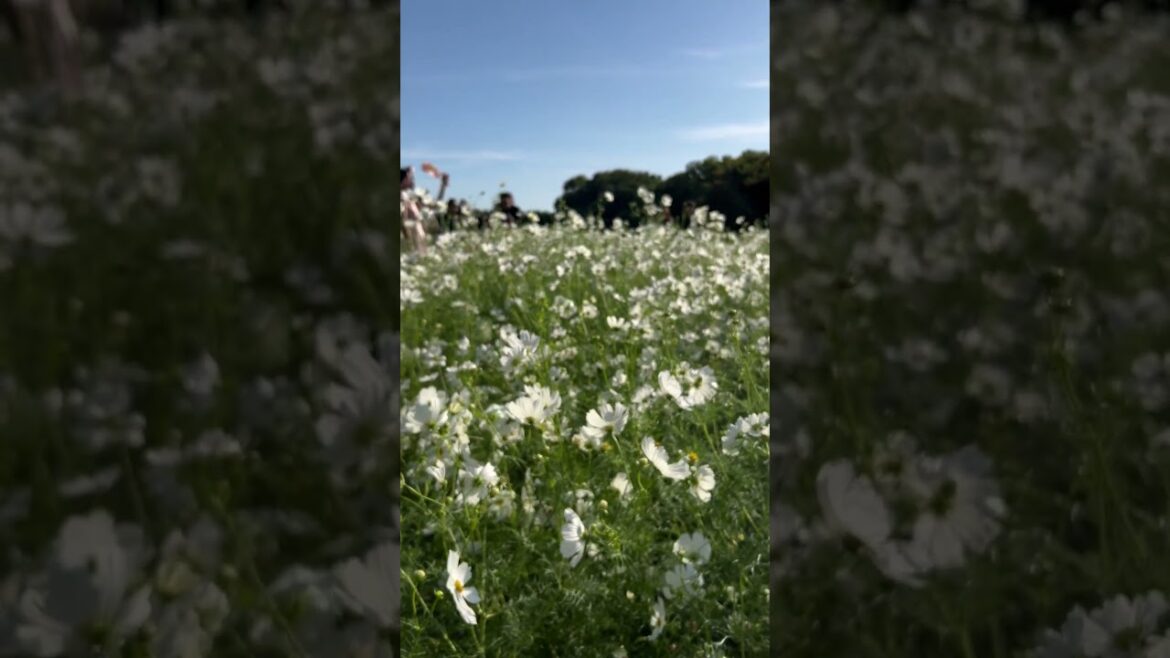 【OSAKA】Must-See Autumn Tourist Attraction - Osaka Expo Commemorative Park