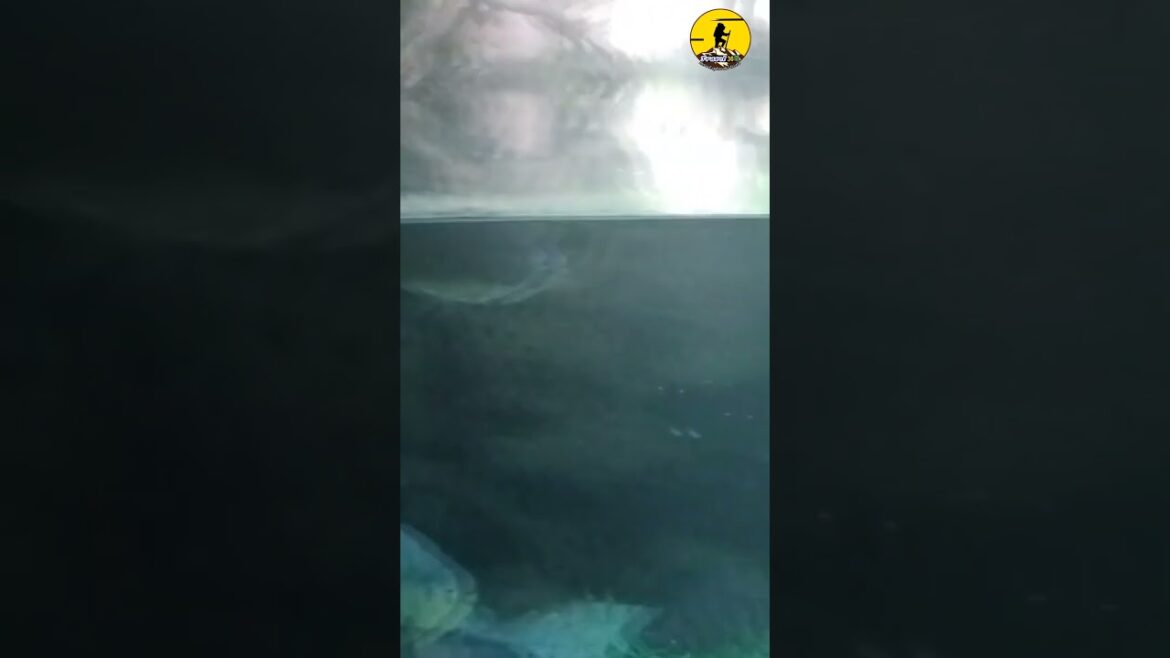 Exploring the Best Aquarium in Tokyo 🇯🇵 | Must-See Attractions! #travel #japan #fish Exploring the Best Aquarium in Tokyo 🇯🇵 | Must-See Attractions! #travel #japan #fish