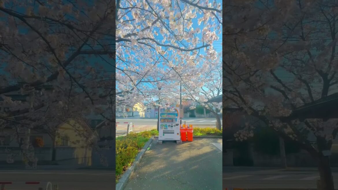 흔한 일본시골마을의 봄 #nagano