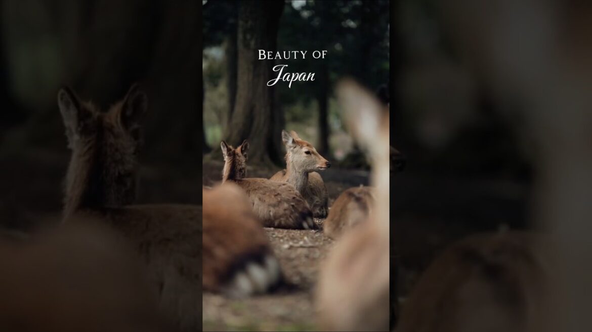 A Glimpse Into Japan’s Timeless Beauty #japan #japantravel #travel #beautifuldestinations #japanese A Glimpse Into Japan’s Timeless Beauty #japan #japantravel #travel #beautifuldestinations #japanese