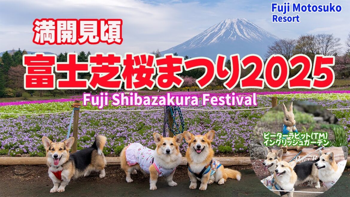 【満開見頃】富士芝桜まつりに行ったら、わんこも楽しめ毎年行くべきと心に決めたコーギーと飼い主 【満開見頃】富士芝桜まつりに行ったら、わんこも楽しめ毎年行くべきと心に決めたコーギーと飼い主