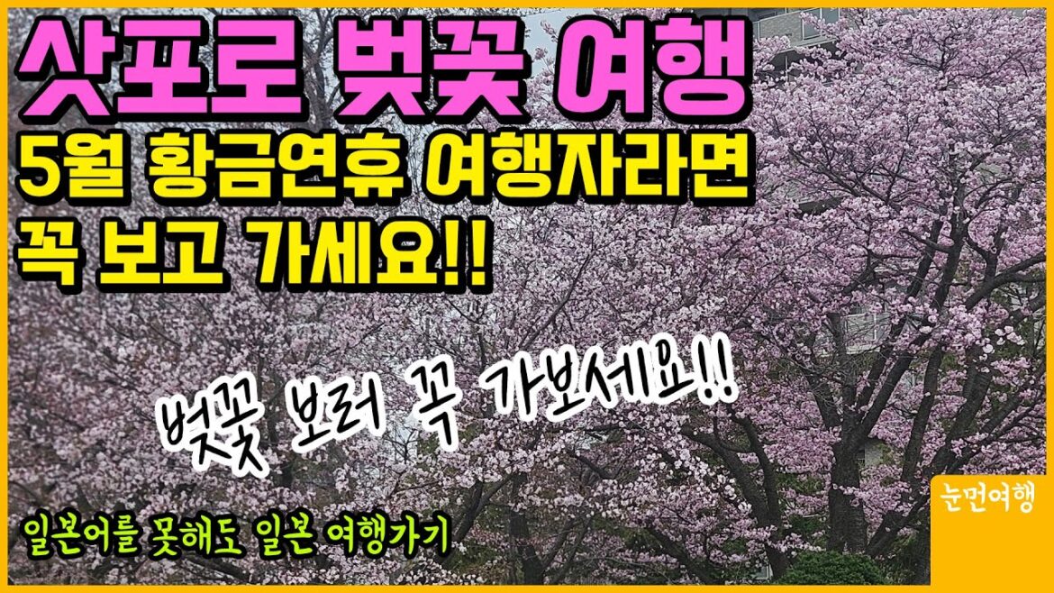 삿포로 황금연휴!! 반드시 가야할 벚꽃 장소!!