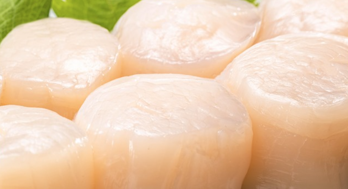 Japan's Hokkaido co-op to launch $24m scallop plant for EU, US exports