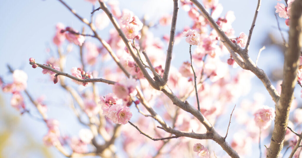 Why Japan Counts 72 Microseasons