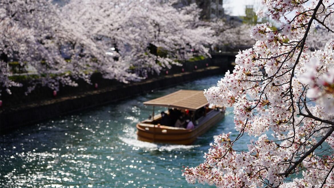 Cherry Blossom Forecast 2025 (March Update): Let It Bloom