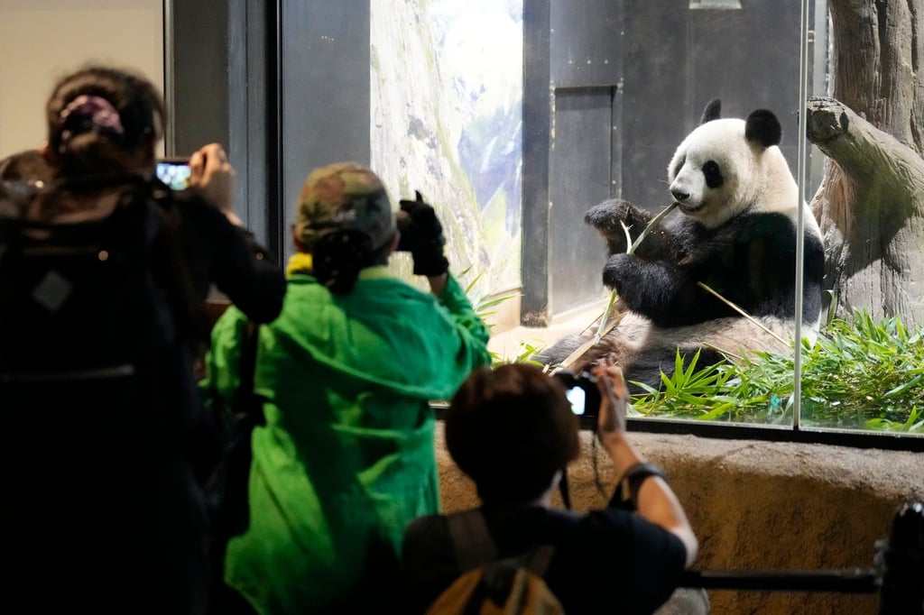 Visitors watch the female giant panda Shin Shin in Tokyo’s Ueno Zoo, a day before her return to China last year. Photo: AP