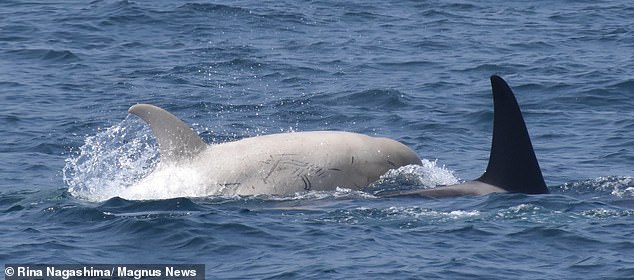 The leucistic orca was seen swimming among his pod of regularly coloured killer whales