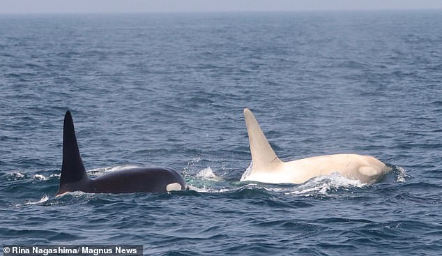 The white orcas are not thought to be true albinos, meaning they have no skin pigment, and are instead thought to have leucism - an umbrella term for a range of conditions which partially removes pigment from their skin