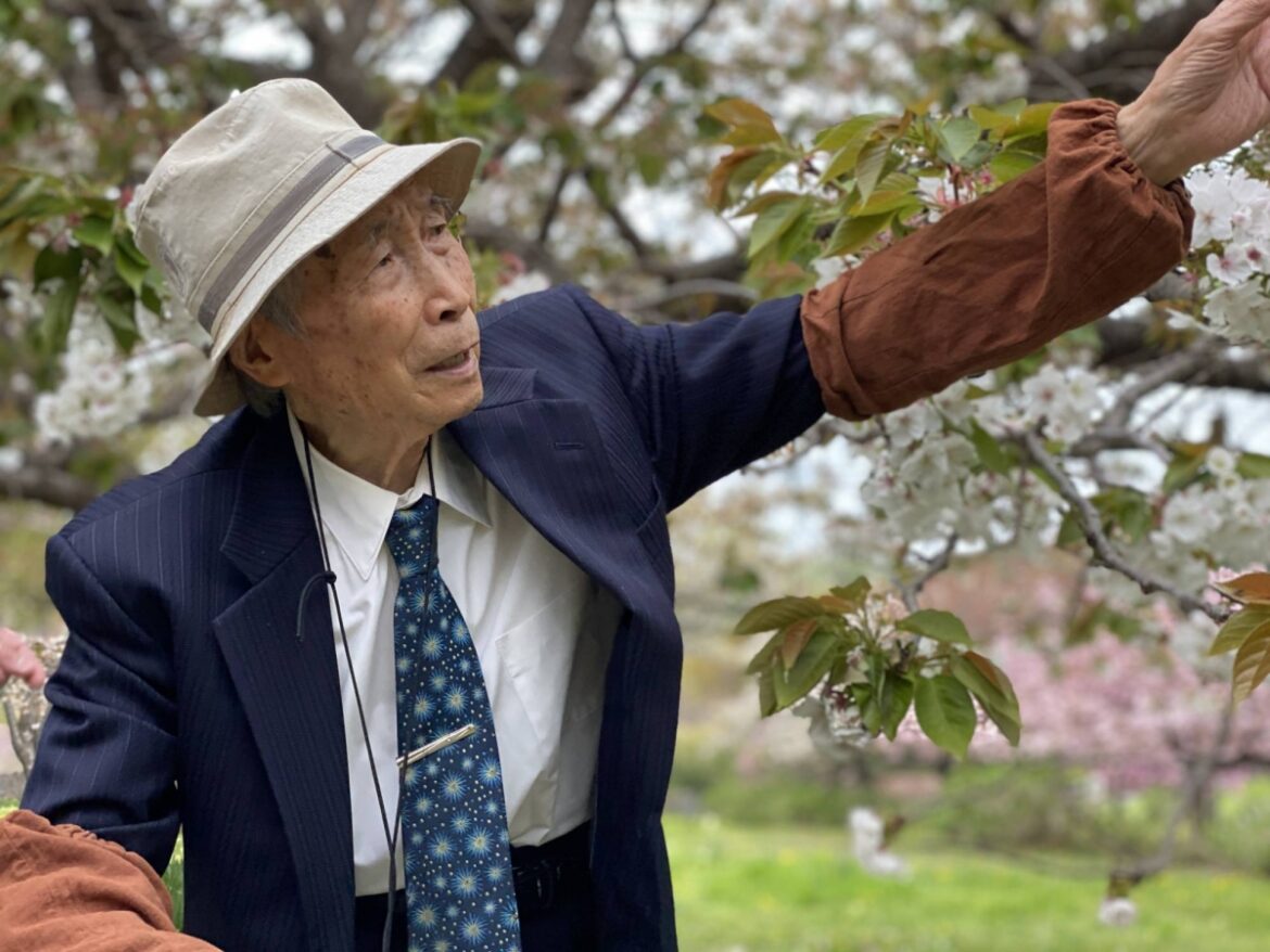 The man who sent Japan's cherry blossoms out to the world