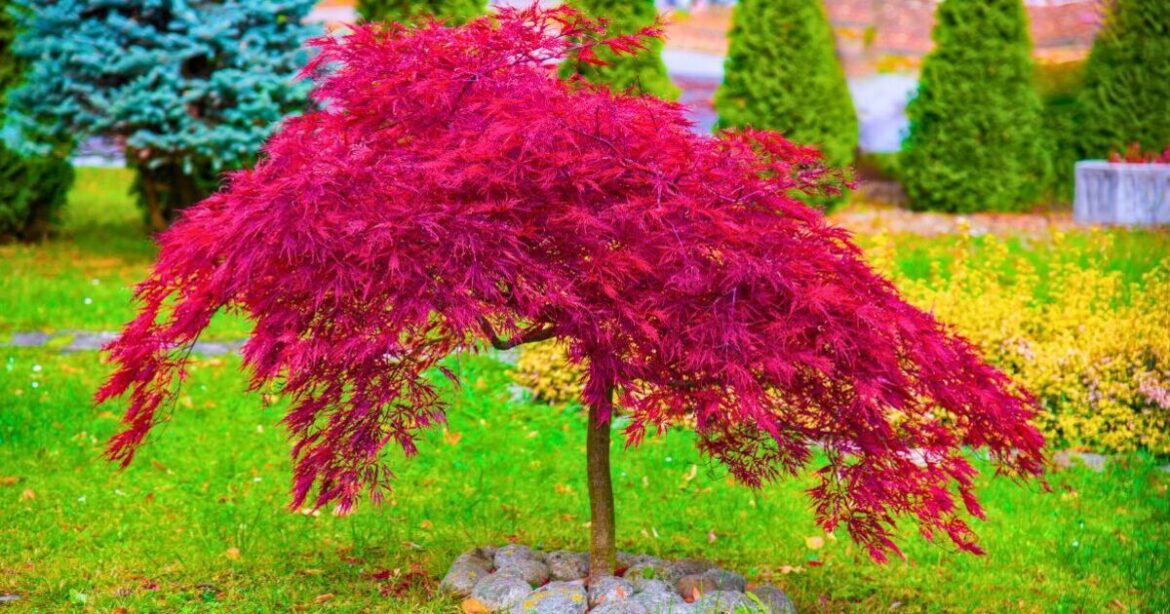 Japanese maples will wilt and die if gardeners do 1 common task iin spring Japanese maples will wilt and die if gardeners do 1 common task iin spring