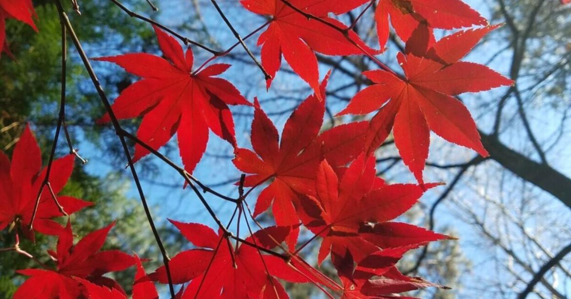 GARDEN GUIDE: Protecting your Japanese maples from the heat | Archives GARDEN GUIDE: Protecting your Japanese maples from the heat | Archives