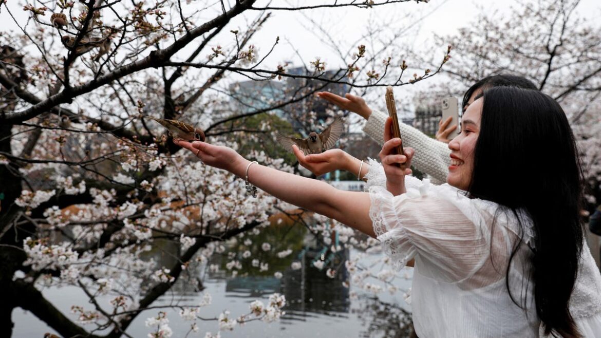 When to go, how much they cost