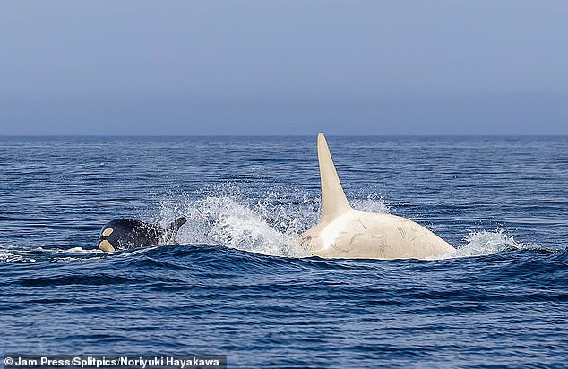 Sometimes albino animals are shunned by their pack but this marvel of nature luckily seemed to be accepted by their pod
