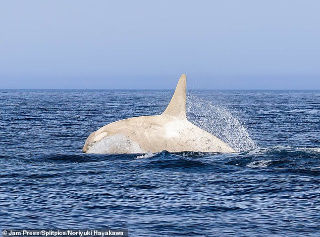 A rare white killer whale was spotted off Japan 's volcanic island Hokkaido, one of the country's northern-most islands