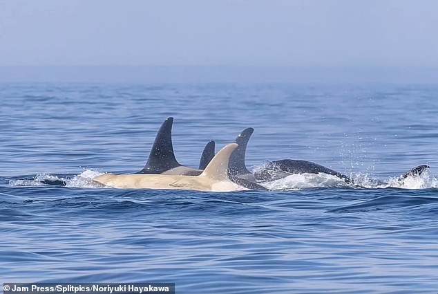 It is not known what effect the white colour has on the affected orcas but its added visibility may mean they attract more attention from rivals